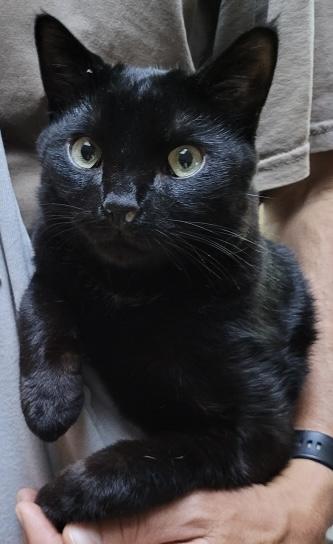 Enlarge Shadow, a Adoptable Domestic Short Hair image 1/3