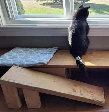 Enlarge Shadow, a Adoptable Domestic Short Hair image 2/3