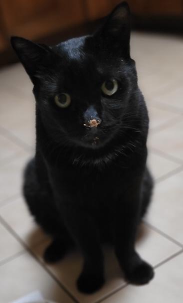 Shadow, Adoptable, Young Male Domestic Short Hair & Domestic Short Hair.