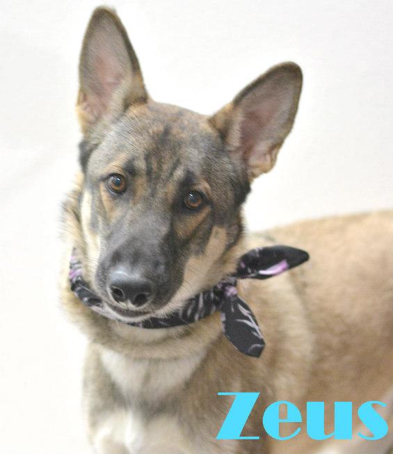 Enlarge Zeus, a Adopted mixed breed in Lake Havasu City, AZ image 1/1