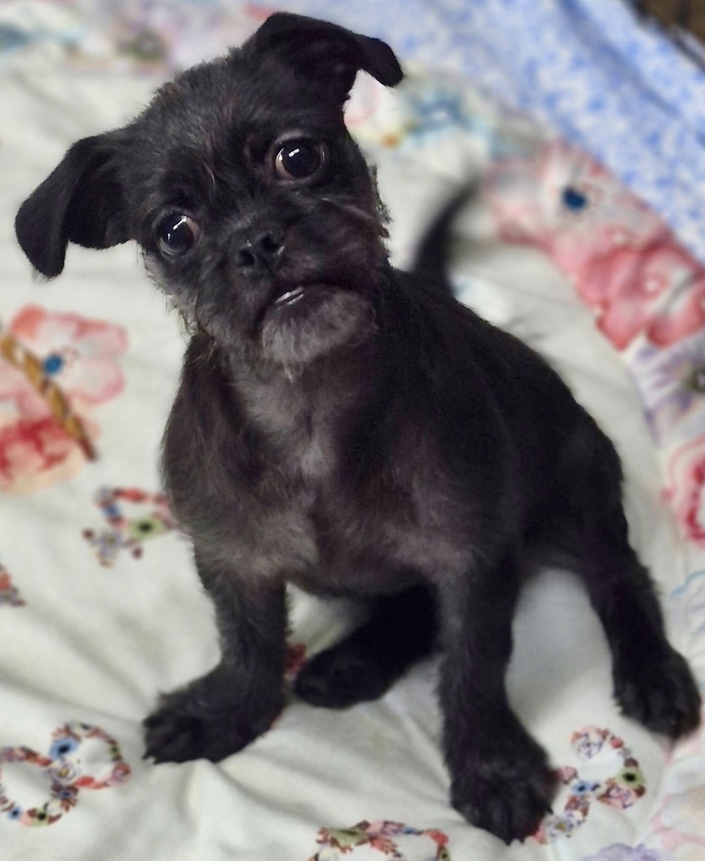 Cabbage, ADOPTABLE, Puppy Female Pug & Terrier.