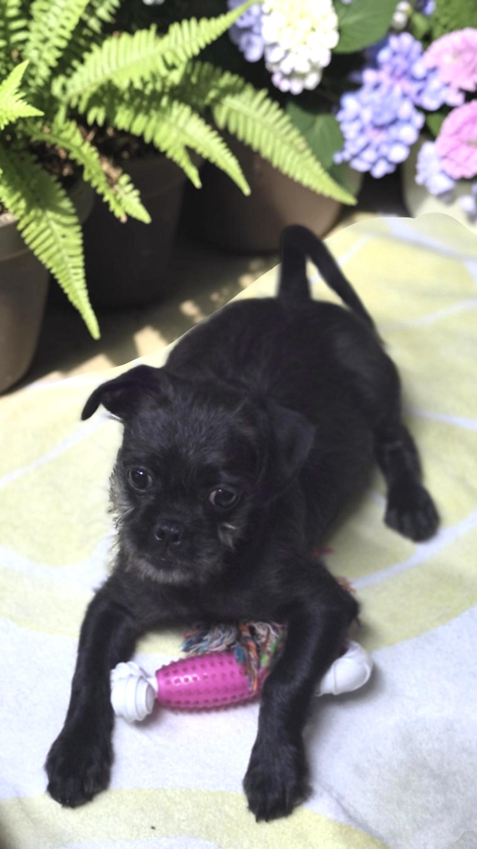 Cabbage, a ADOPTABLE mixed breed in Los Angeles, CA image 2/2