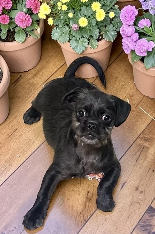 Cabbage, ADOPTABLE, Puppy Female Pug & Terrier.
