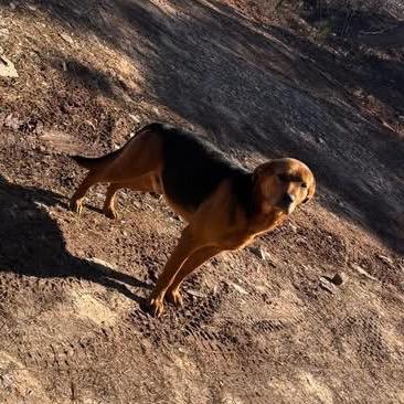 Teddy Chambers, Adoptable, Adult Male Hound.