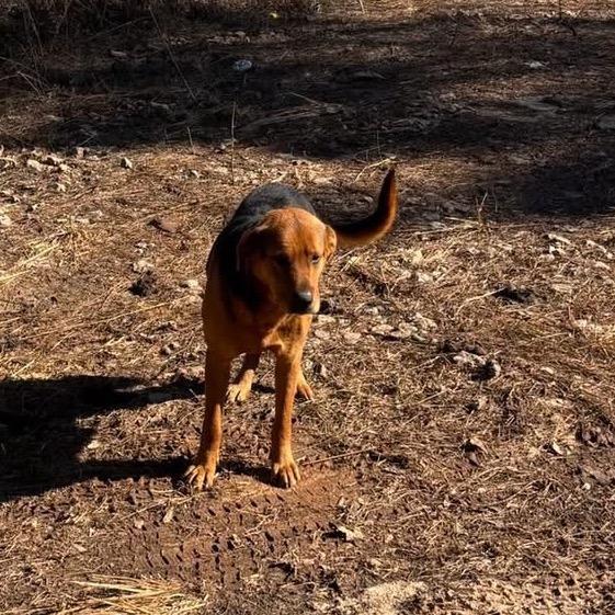 Teddy Chambers, a Adoptable Hound in Valley, AL image 2/4