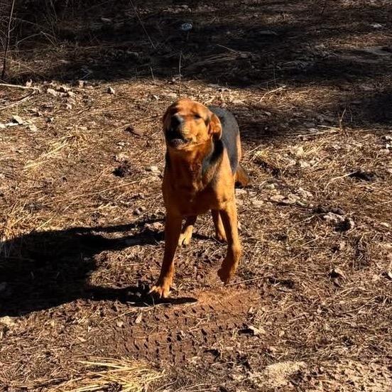 Teddy Chambers, a Adoptable Hound in Valley, AL image 3/4
