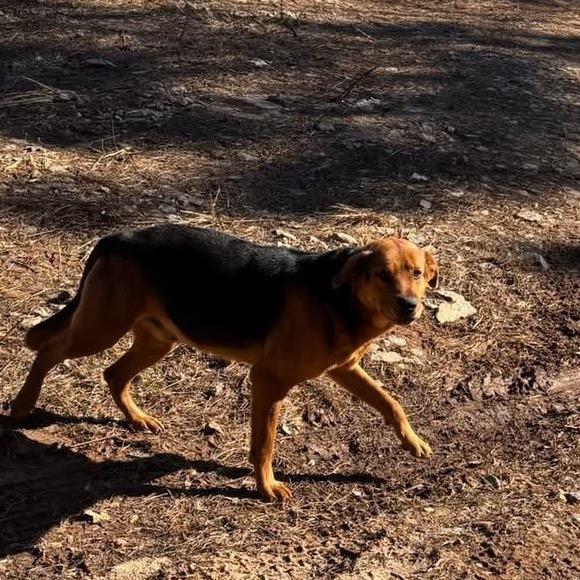 Teddy Chambers, a Adoptable Hound in Valley, AL image 4/4