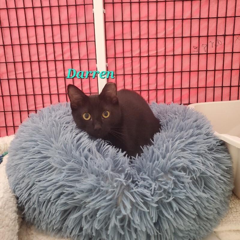 Darren, Adoptable, Young Male Domestic Medium Hair.