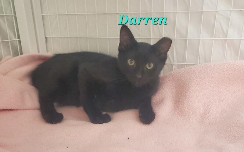 Enlarge Darren, a Adoptable Domestic Medium Hair in Diamond Springs, CA image 2/2
