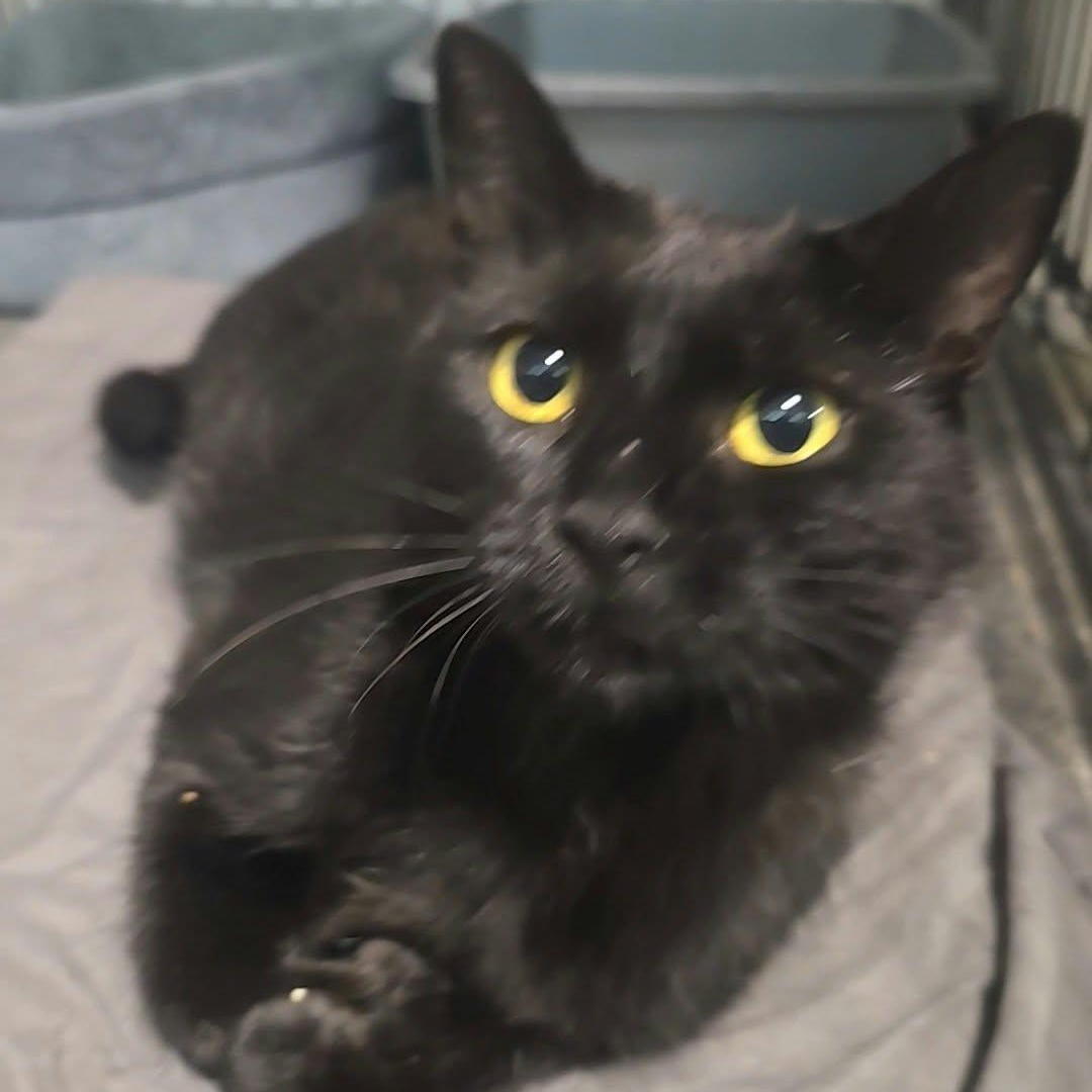Licorice, Adopted, Adult Female Domestic Short Hair.