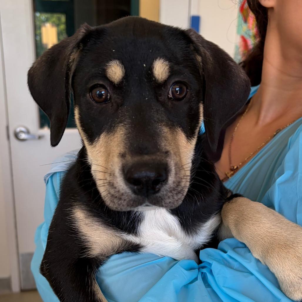 Pixie, Adoptable, Puppy Female Shepherd & Mixed Breed.