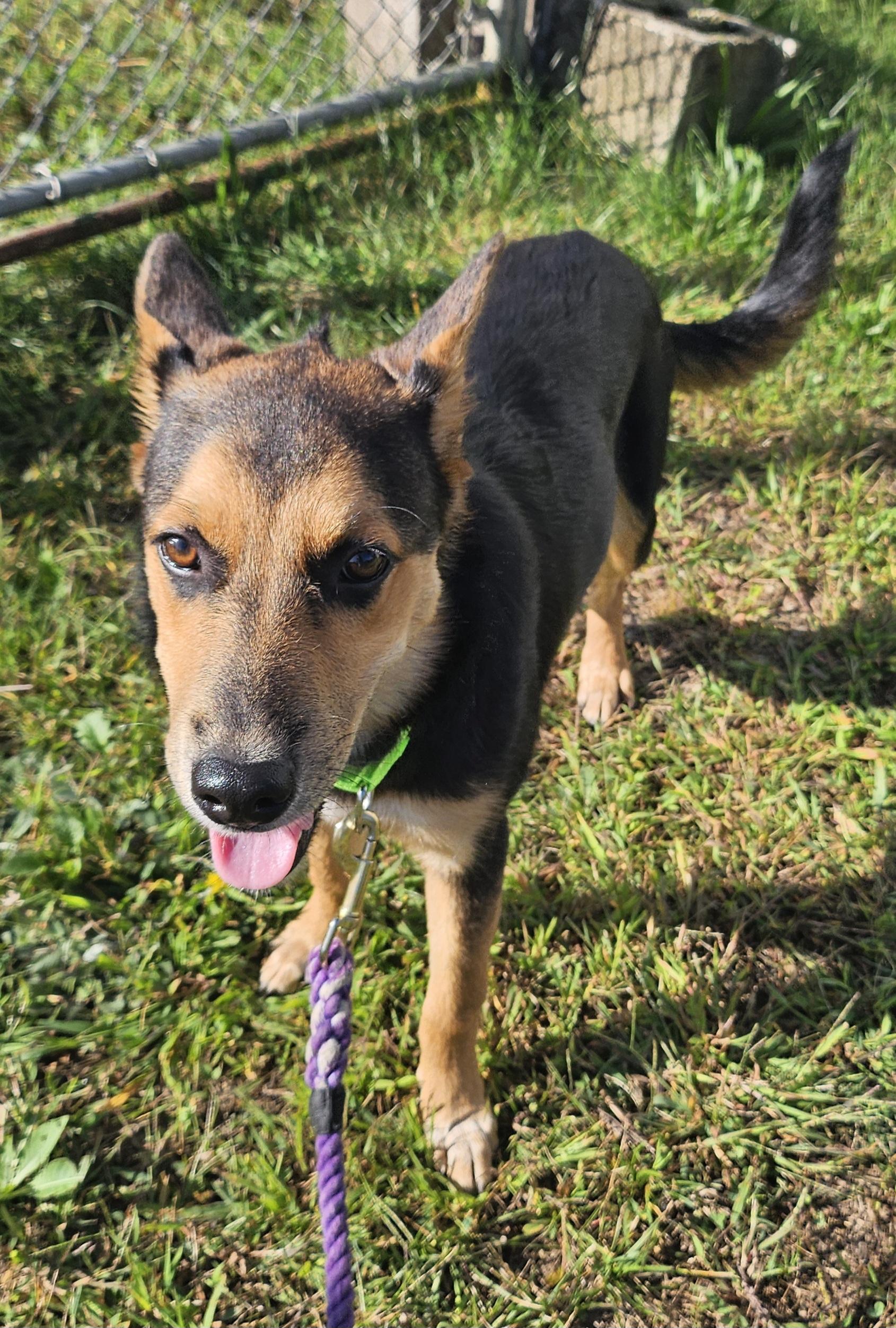 Billie, Adopted, Puppy Female German Shepherd Dog.