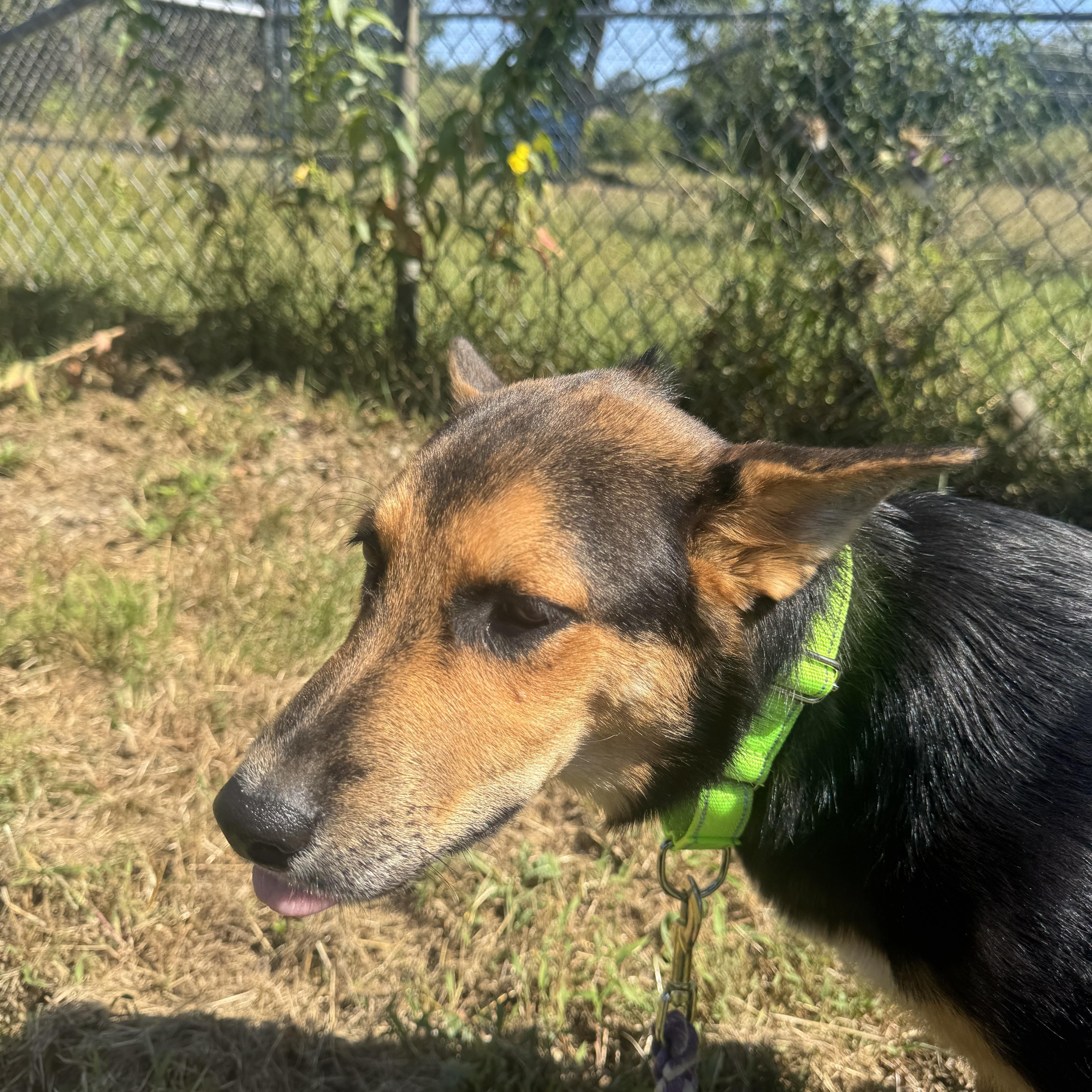 Enlarge Billie, a Adopted mixed breed in Salem, NH image 3/3