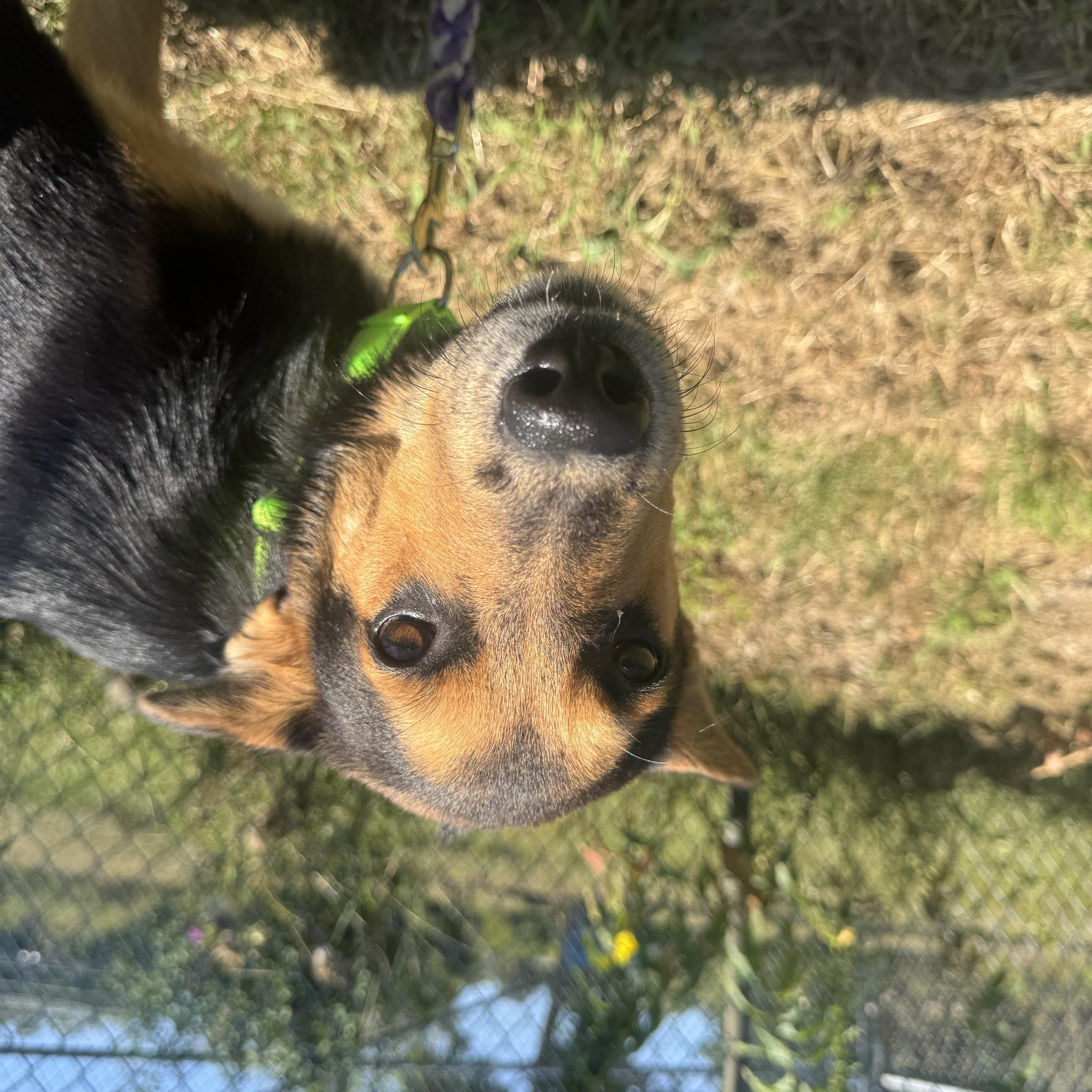 Enlarge Billie, a Adopted mixed breed in Salem, NH image 2/3