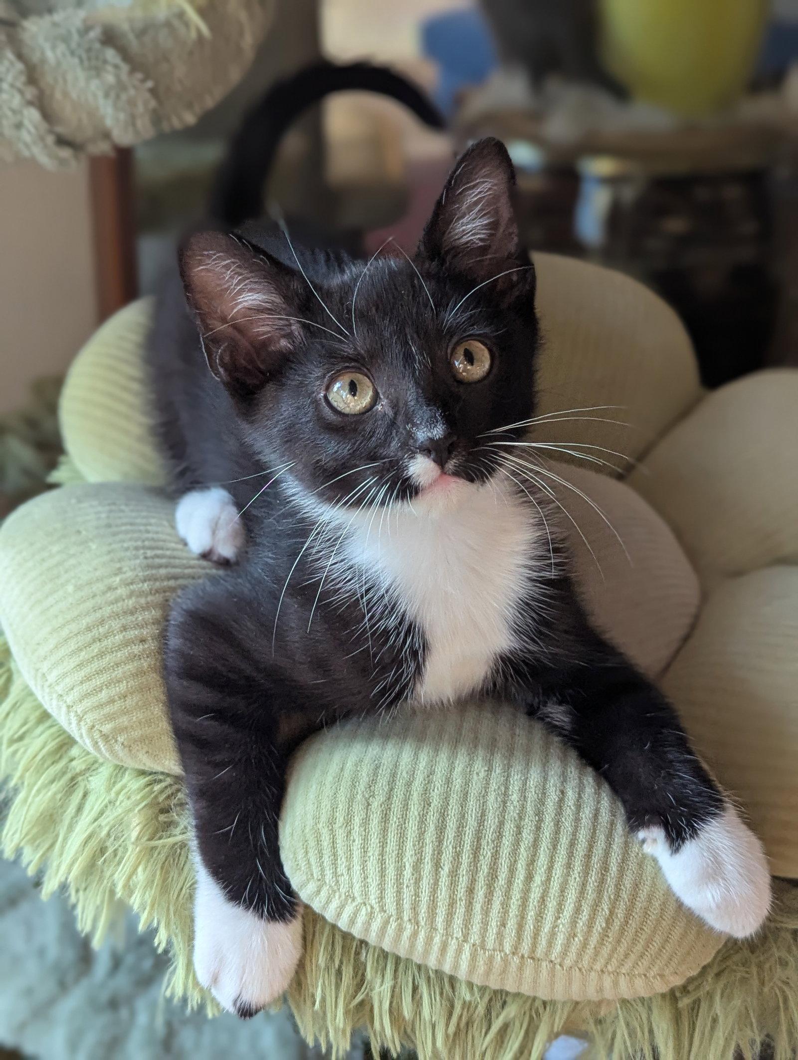 Kraken, Adoptable, Young Male Domestic Short Hair.