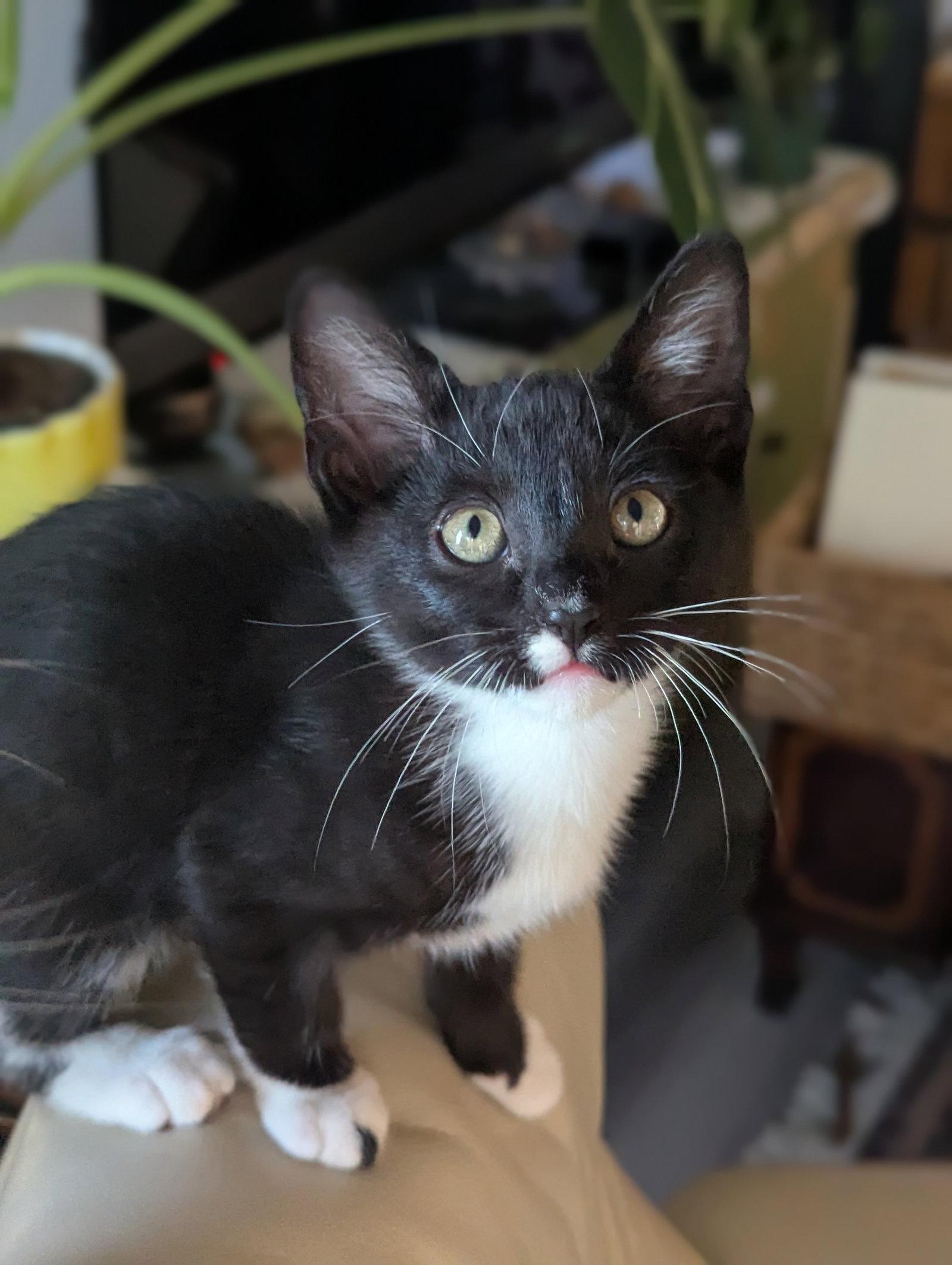 Enlarge Kraken, a Adoptable Domestic Short Hair in Davis, CA image 2/3