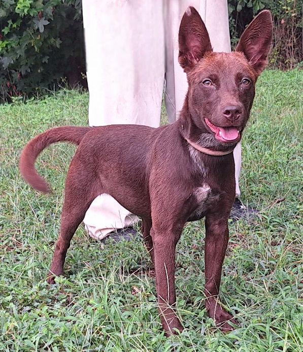 251135  Saw, Adoptable, Young Female Terrier & Australian Cattle Dog / Blue Heeler.