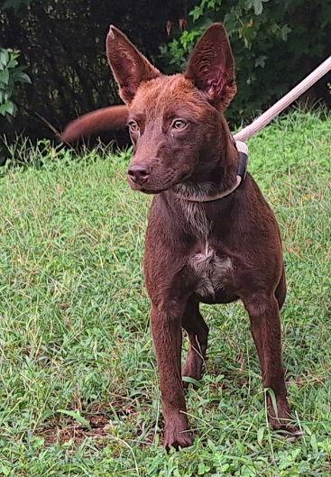 Enlarge 251135  Saw, a Adoptable mixed breed in Wetumpka, AL image 2/3