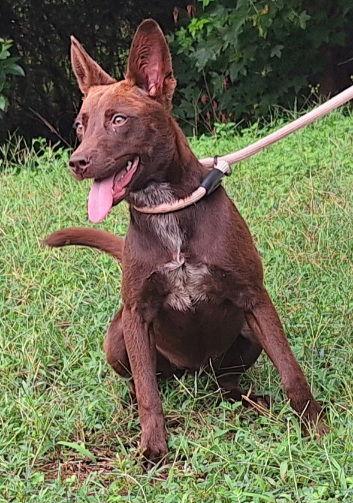 Enlarge 251135  Saw, a Adoptable mixed breed in Wetumpka, AL image 3/3