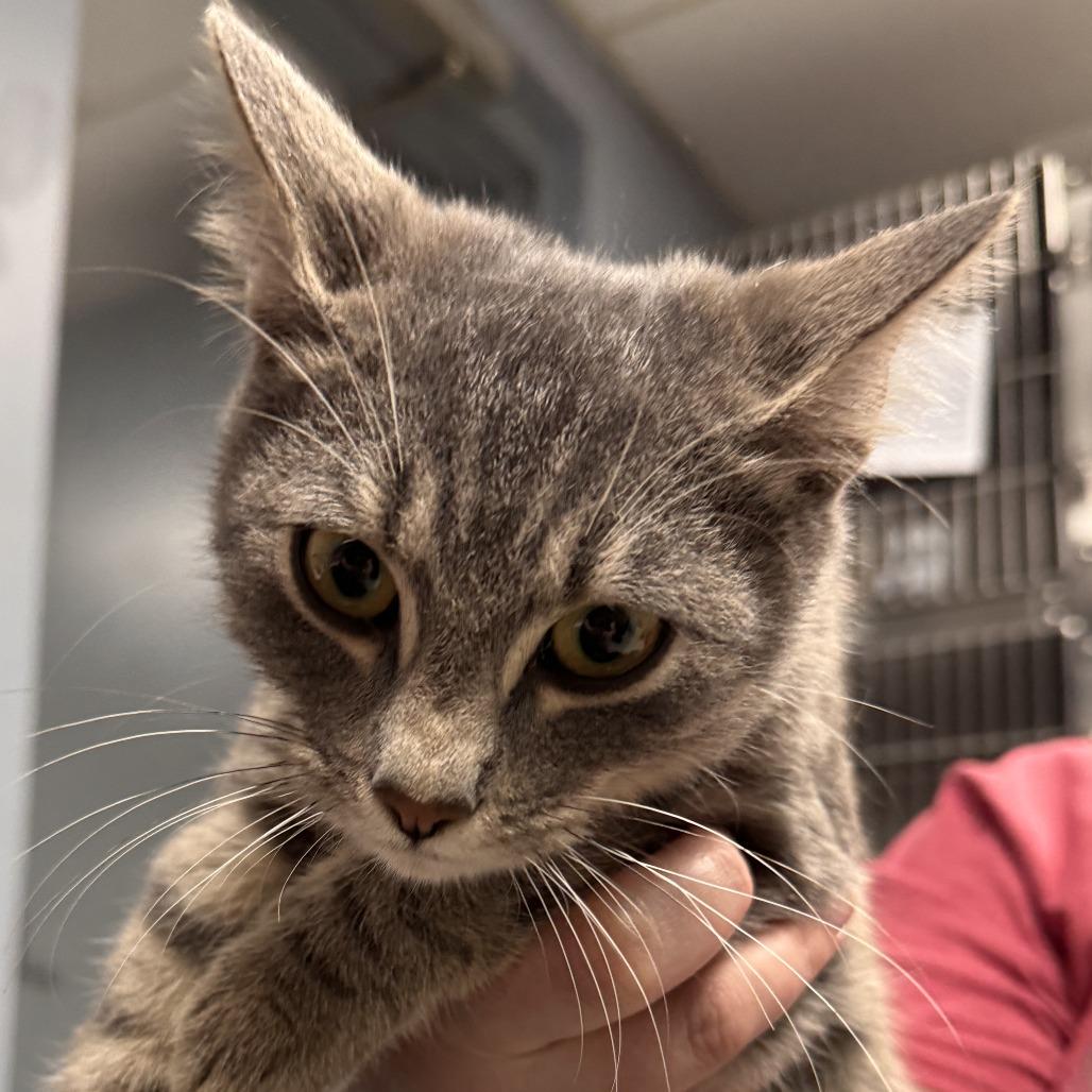 Enlarge Bugatti, a Adoptable Domestic Short Hair in Marion, VA image 1/2