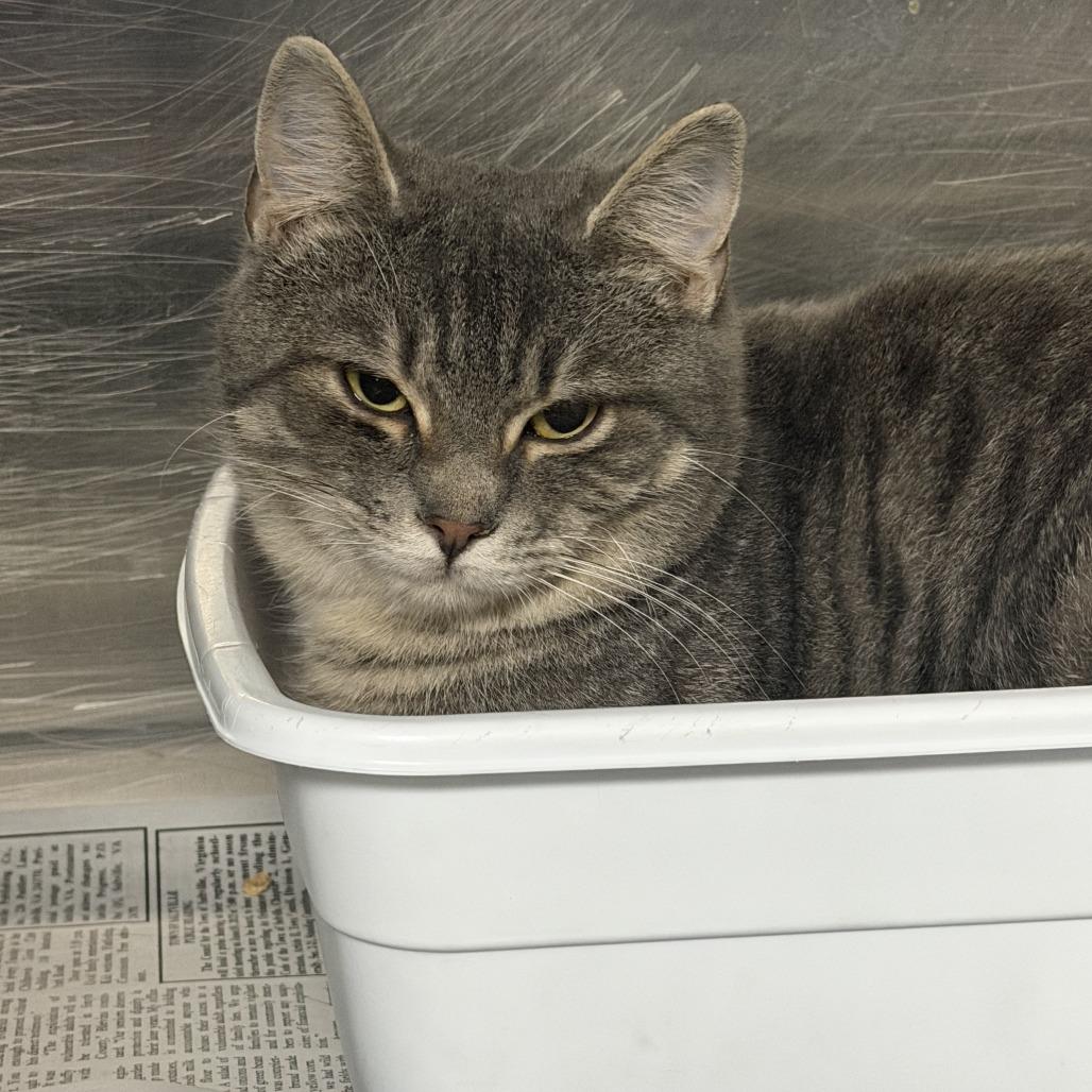 Enlarge Bugatti, a Adoptable Domestic Short Hair in Marion, VA image 2/2