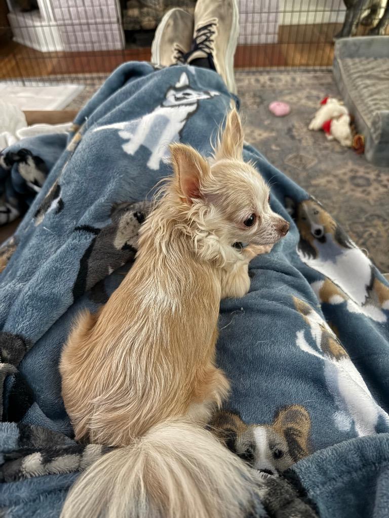 Enlarge Happy, a Adopted Chihuahua in Little Rock, AR image 1/3