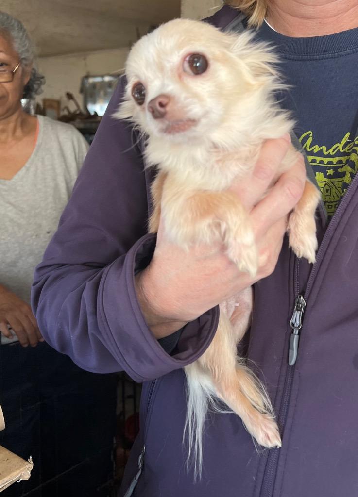 Enlarge Happy, a Adopted Chihuahua in Little Rock, AR image 2/3