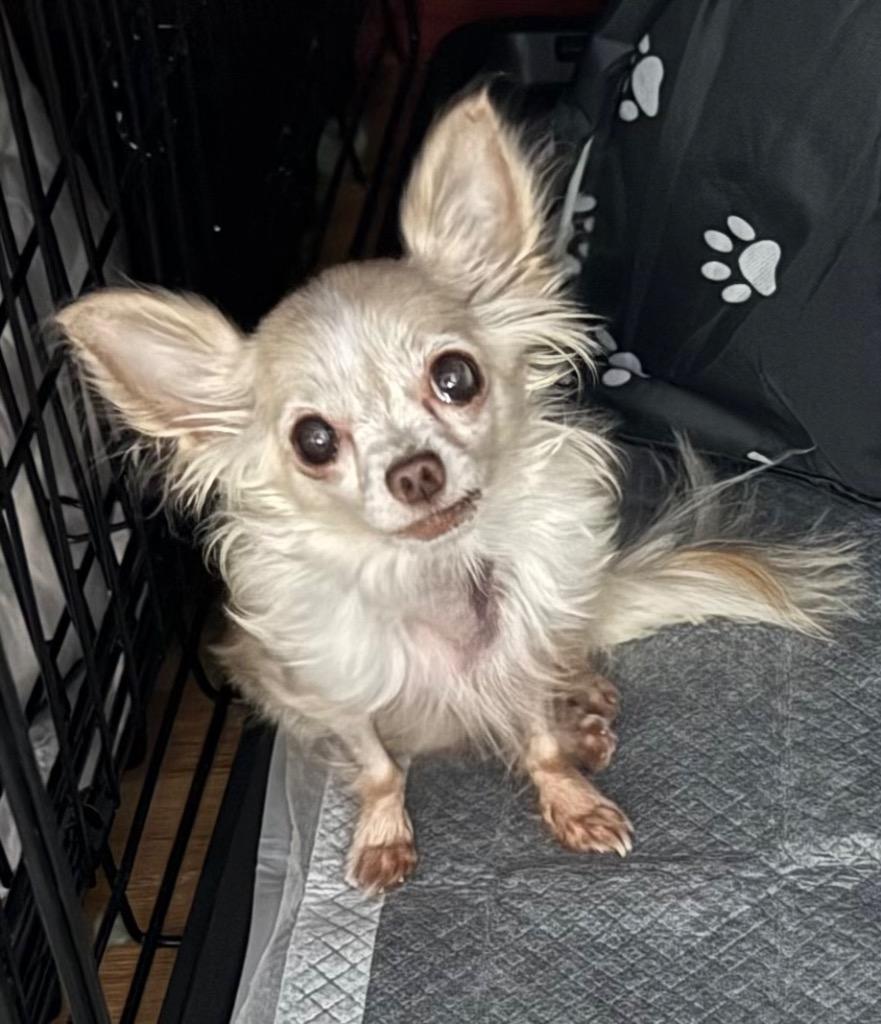 Enlarge Happy, a Adopted Chihuahua in Little Rock, AR image 3/3