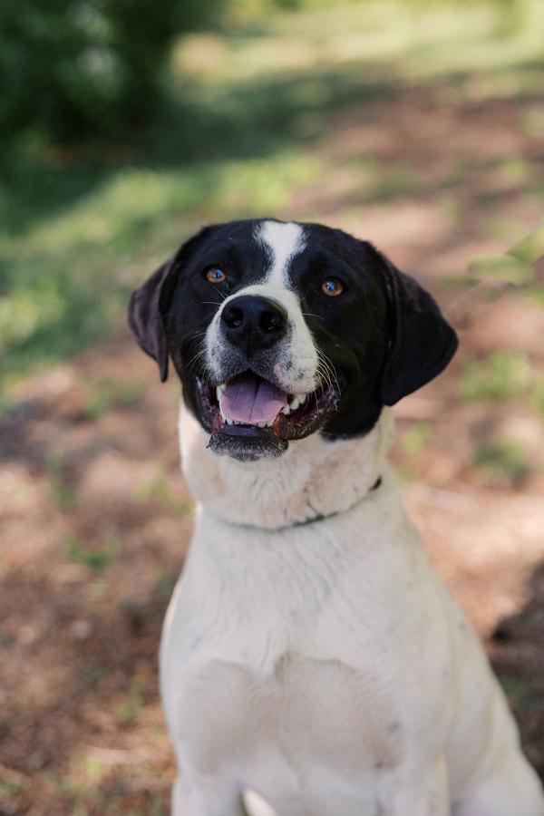 Enlarge Capri, a Adoptable mixed breed in Morristown, TN image 1/1