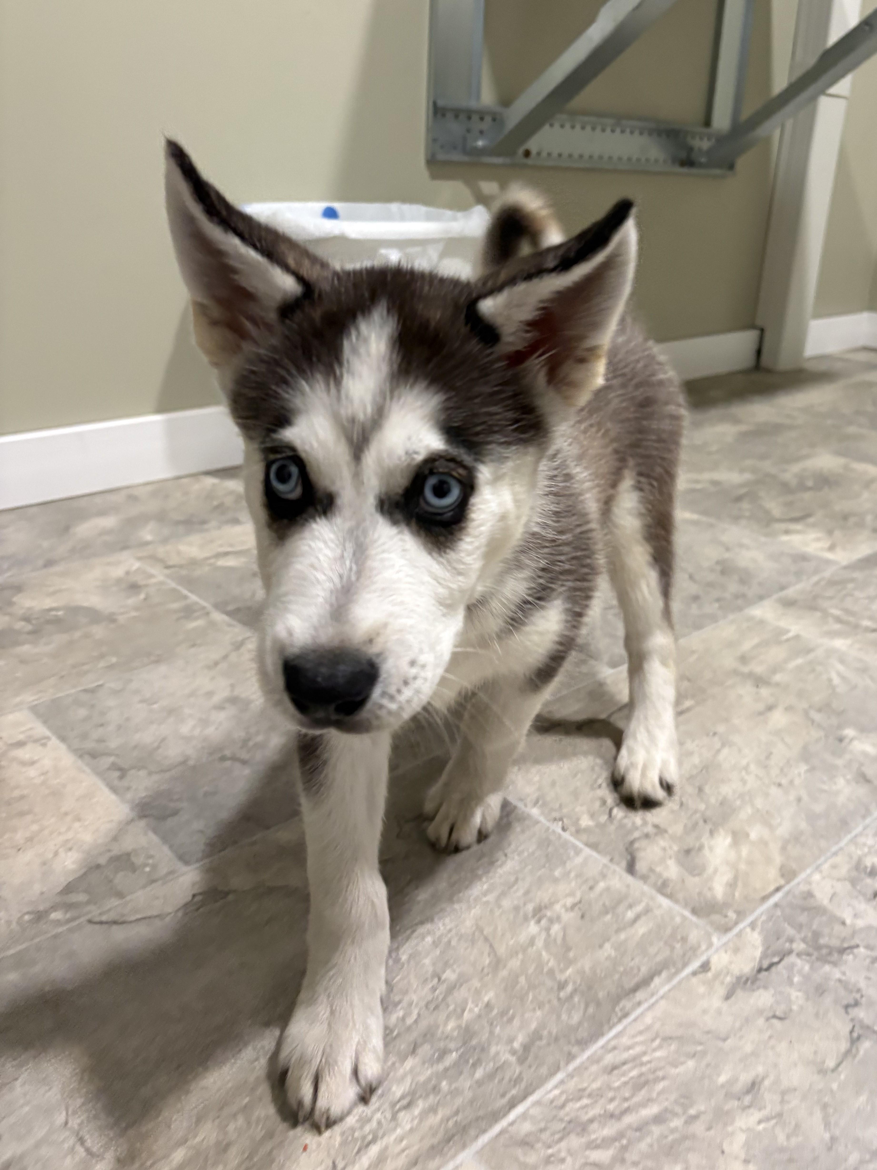 Ollie, a ADOPTABLE mixed breed in Grant, NE image 2/3