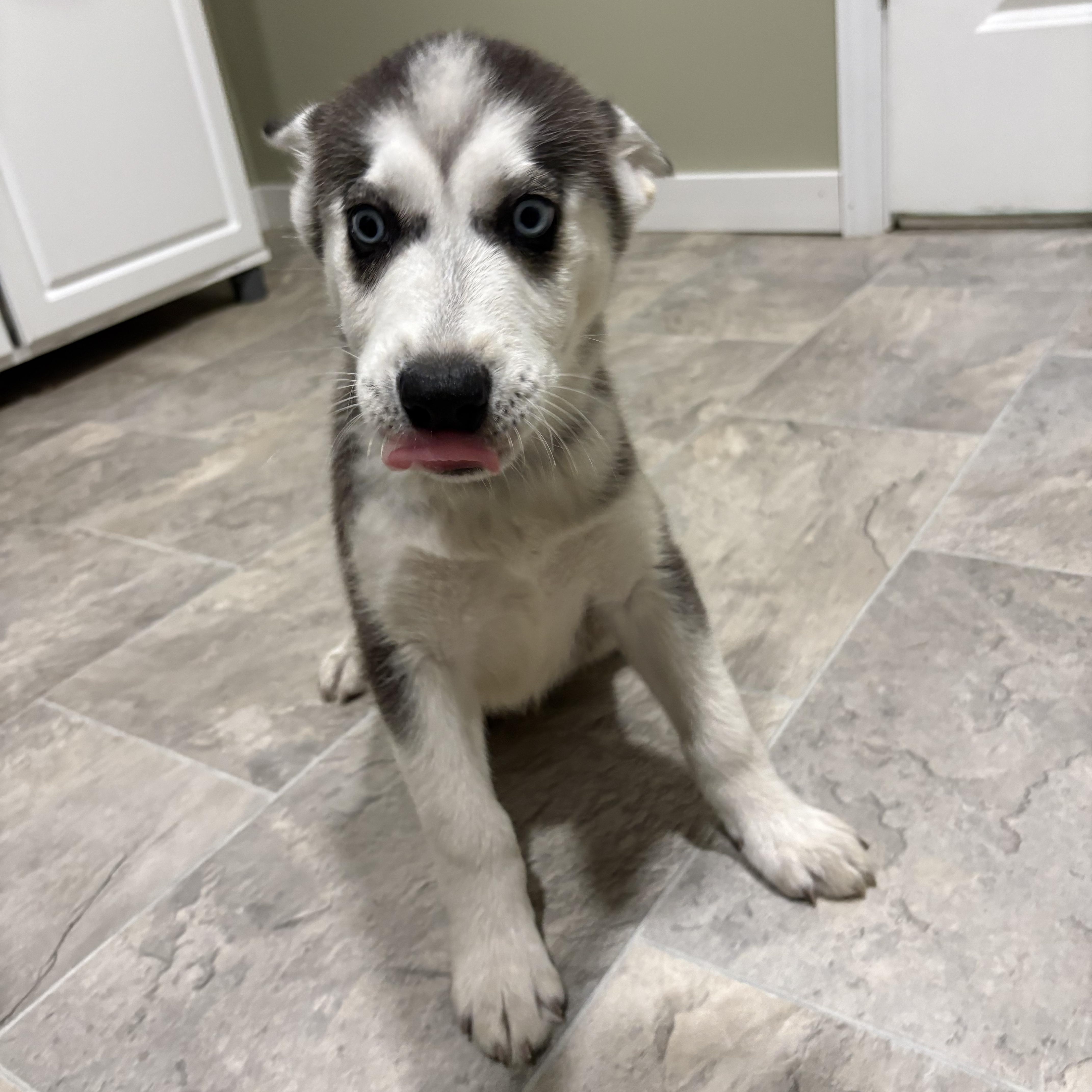Ollie, a ADOPTABLE mixed breed in Grant, NE image 3/3