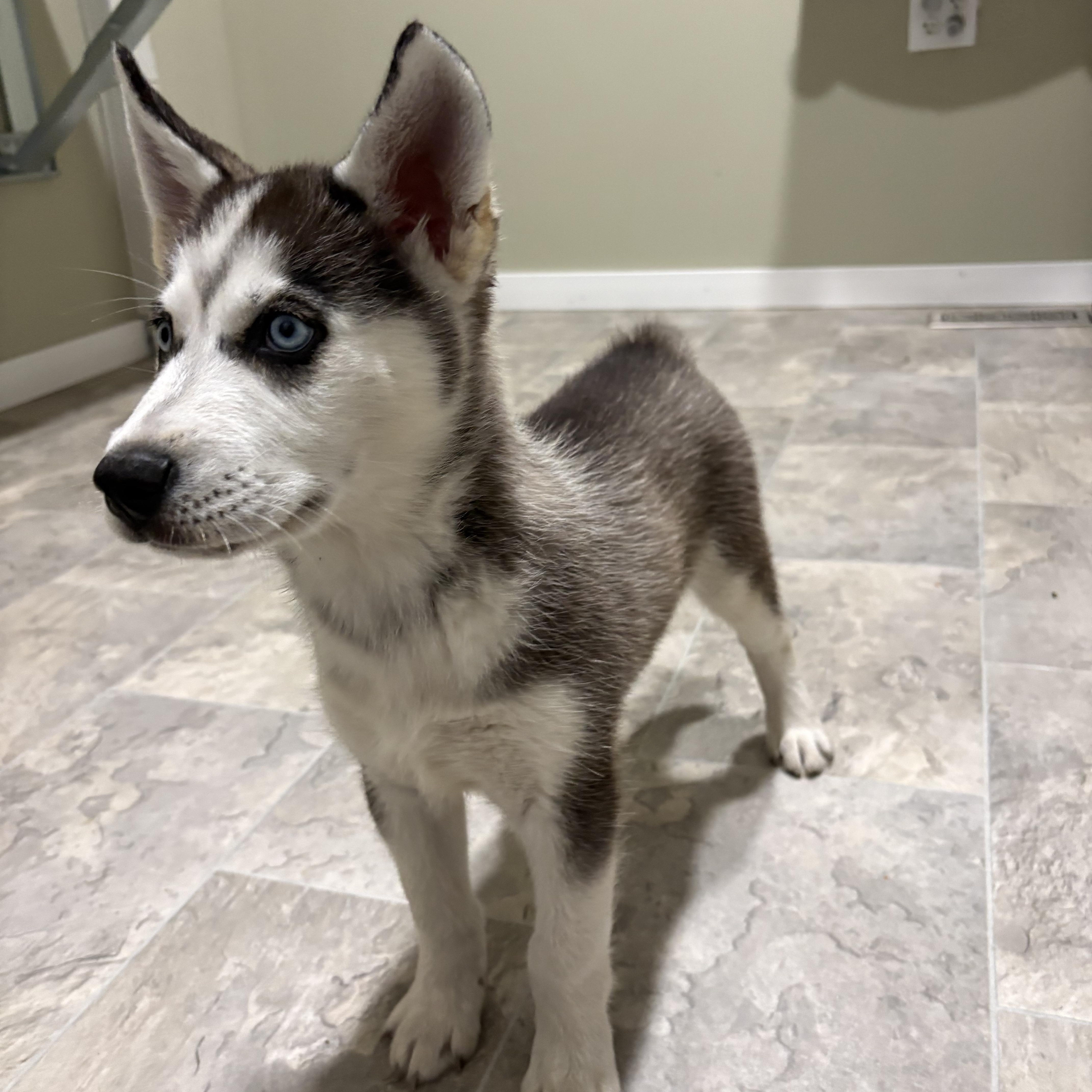 Ollie, ADOPTABLE, Puppy Male Siberian Husky & Australian Shepherd.