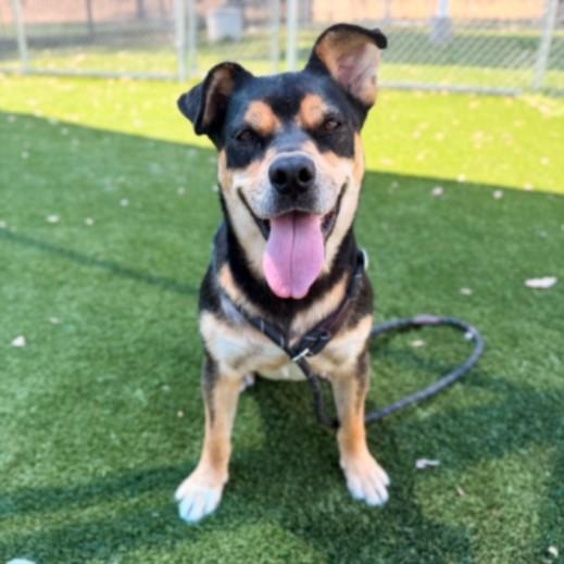 WALLY, Adoptable, Young Male Pit Bull Terrier & Rottweiler.
