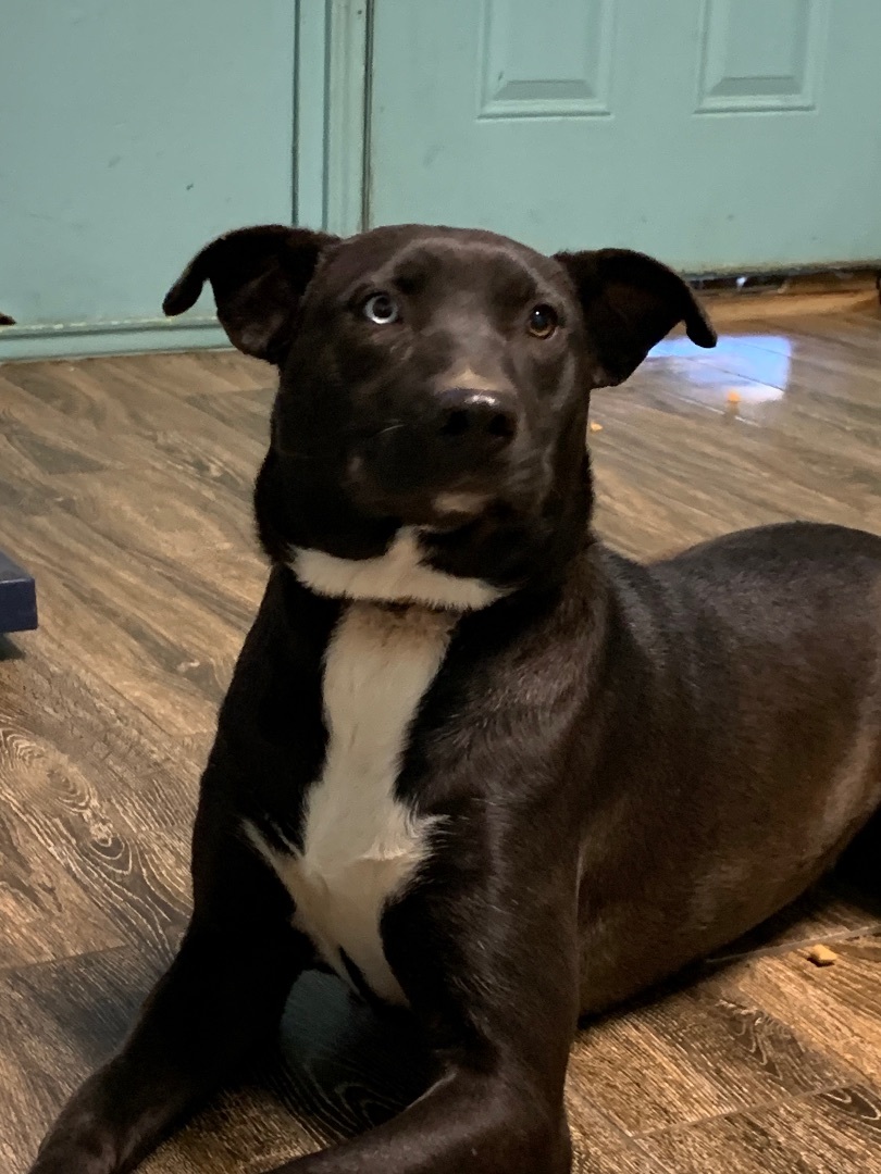 Ashley, Adoptable, Adult Female Labrador Retriever.