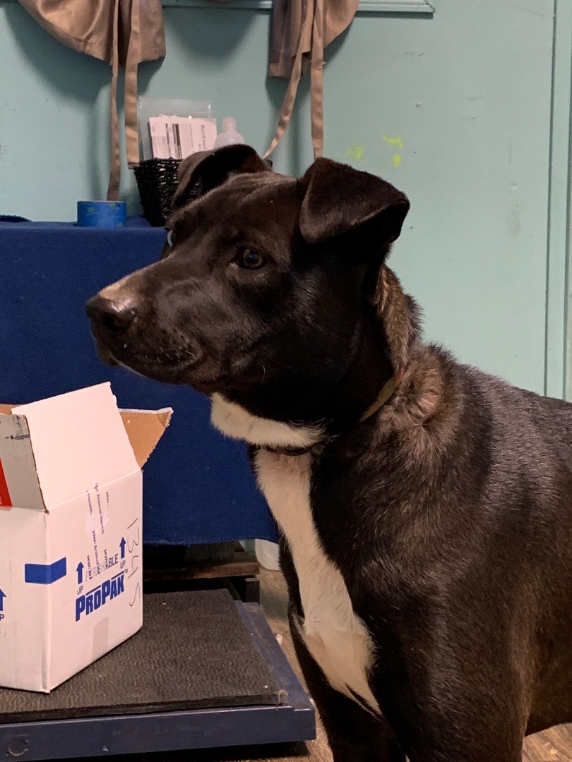 Enlarge Ashley, a Adoptable Labrador Retriever in Hearne, TX image 2/6