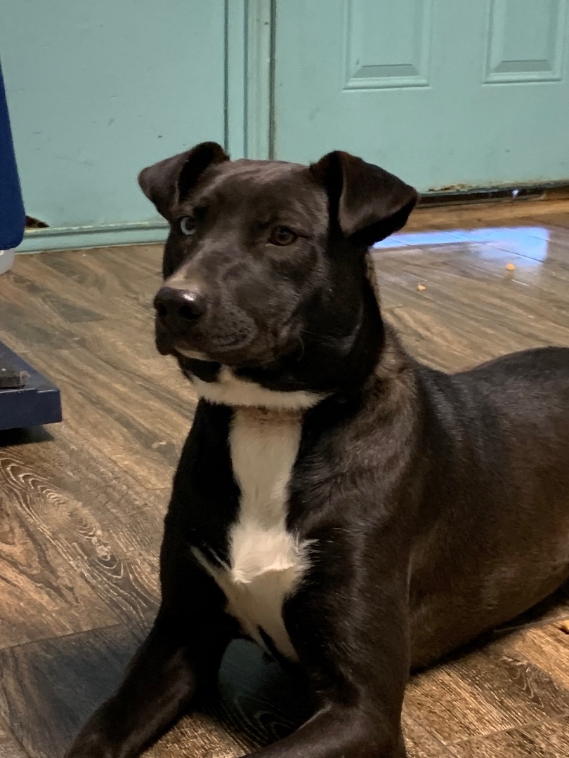 Enlarge Ashley, a Adoptable Labrador Retriever in Hearne, TX image 3/6