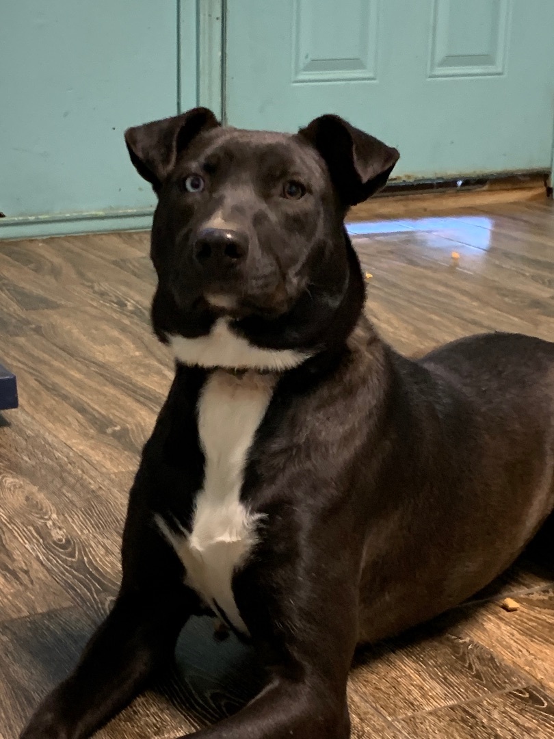 Enlarge Ashley, a Adoptable Labrador Retriever in Hearne, TX image 4/6