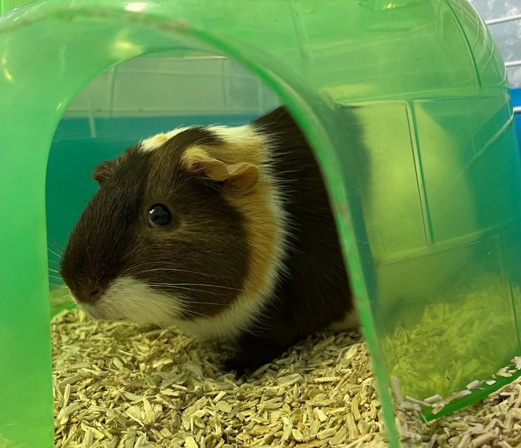 Piggy Azalea, Adoptable, Baby Male Guinea Pig.