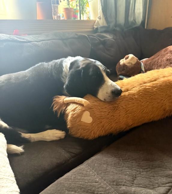 Georgia, an adoptable Hound in Billings, MT, 59102 | Photo Image 2
