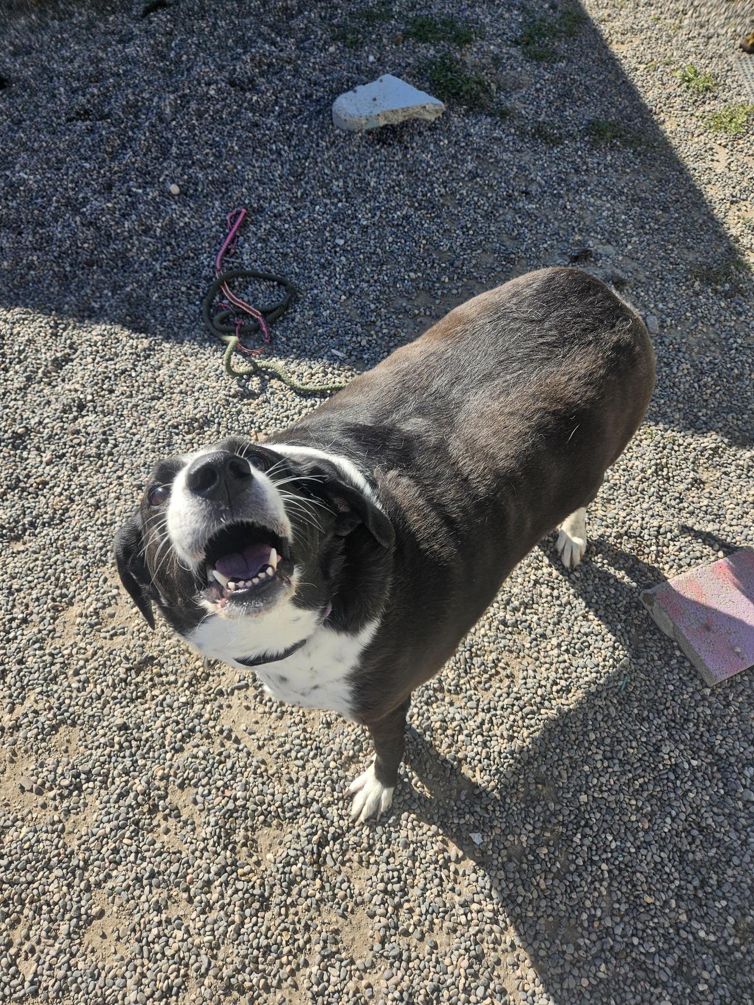 Georgia, an adoptable Hound in Billings, MT, 59102 | Photo Image 3