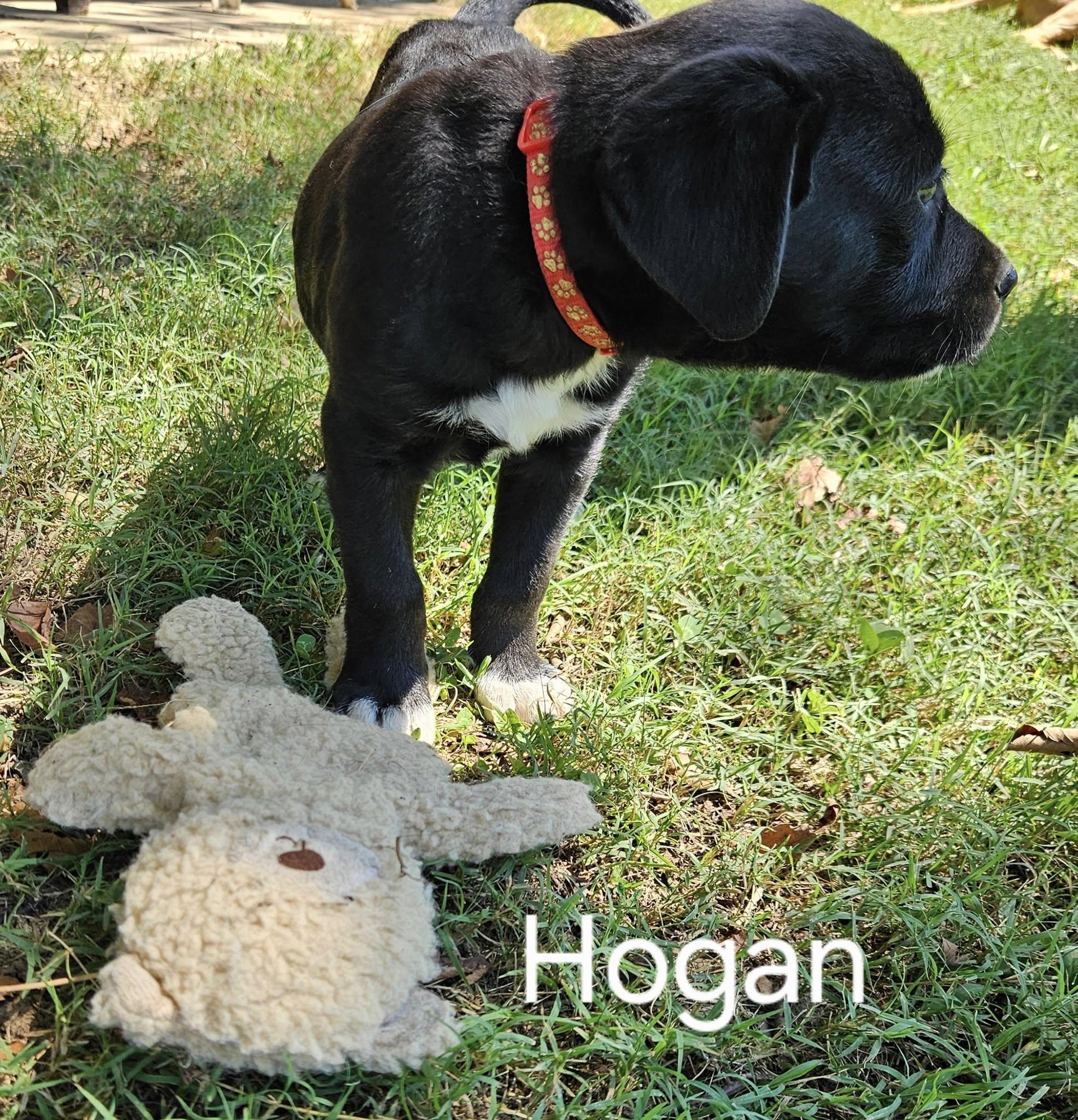 Hogan