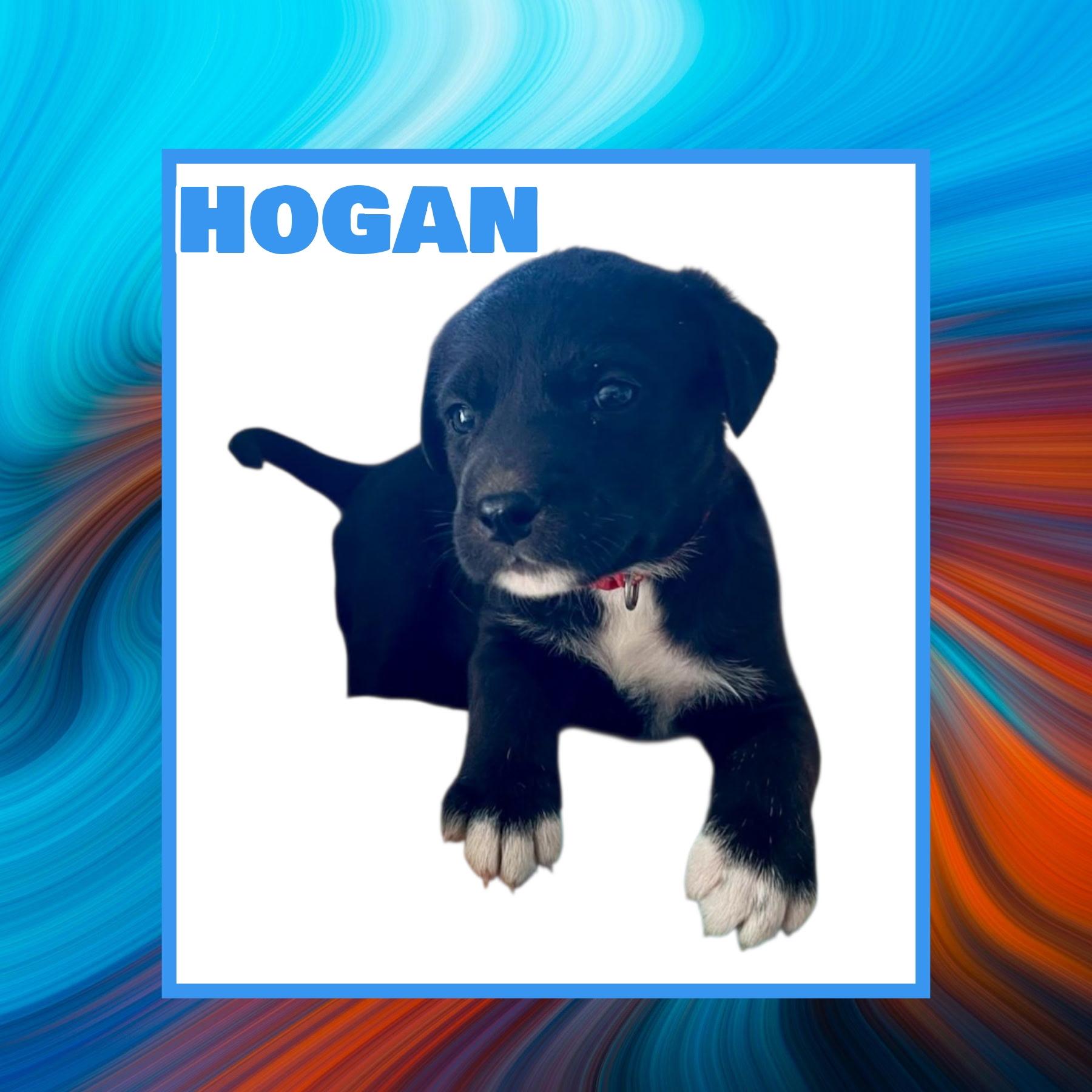 Hogan