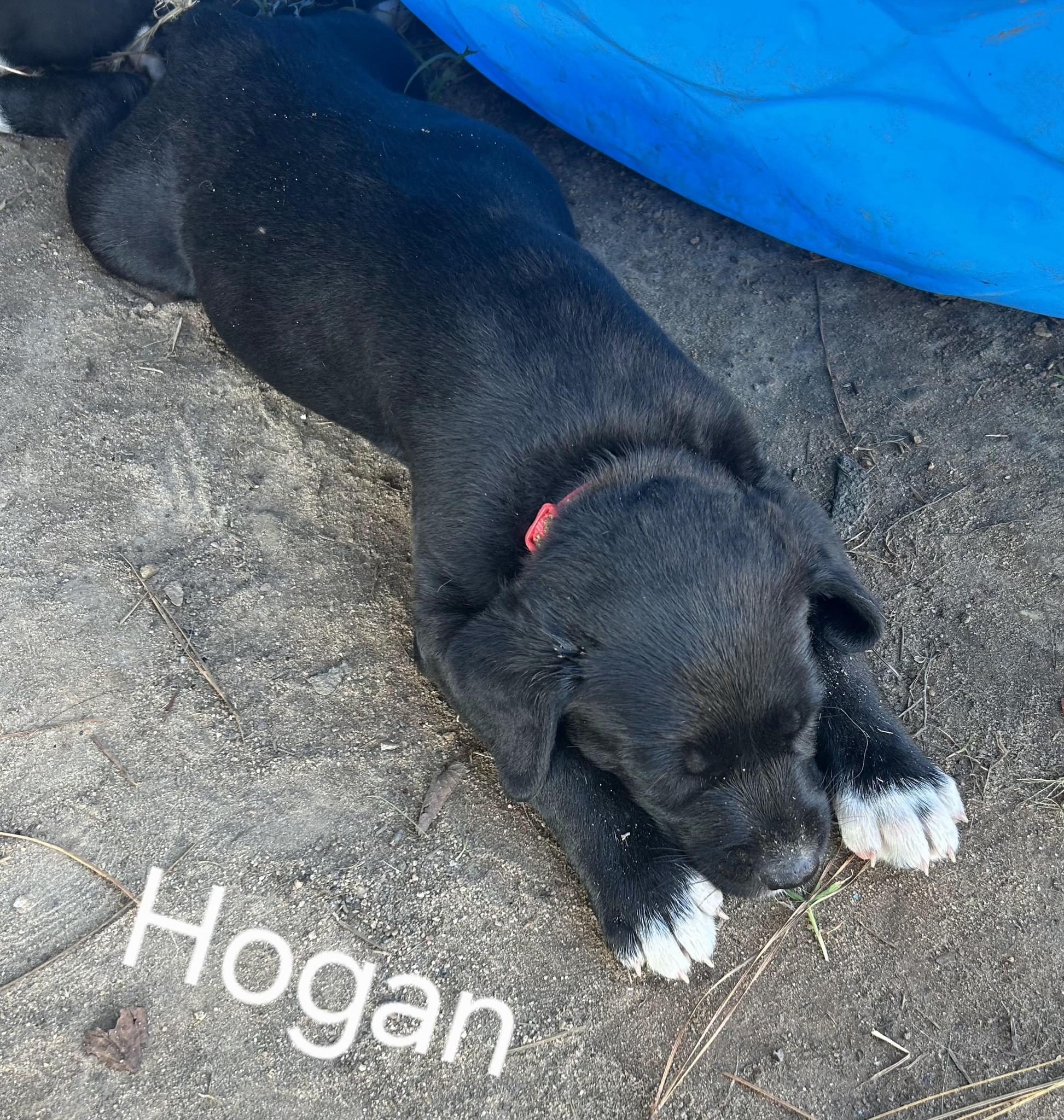 Hogan