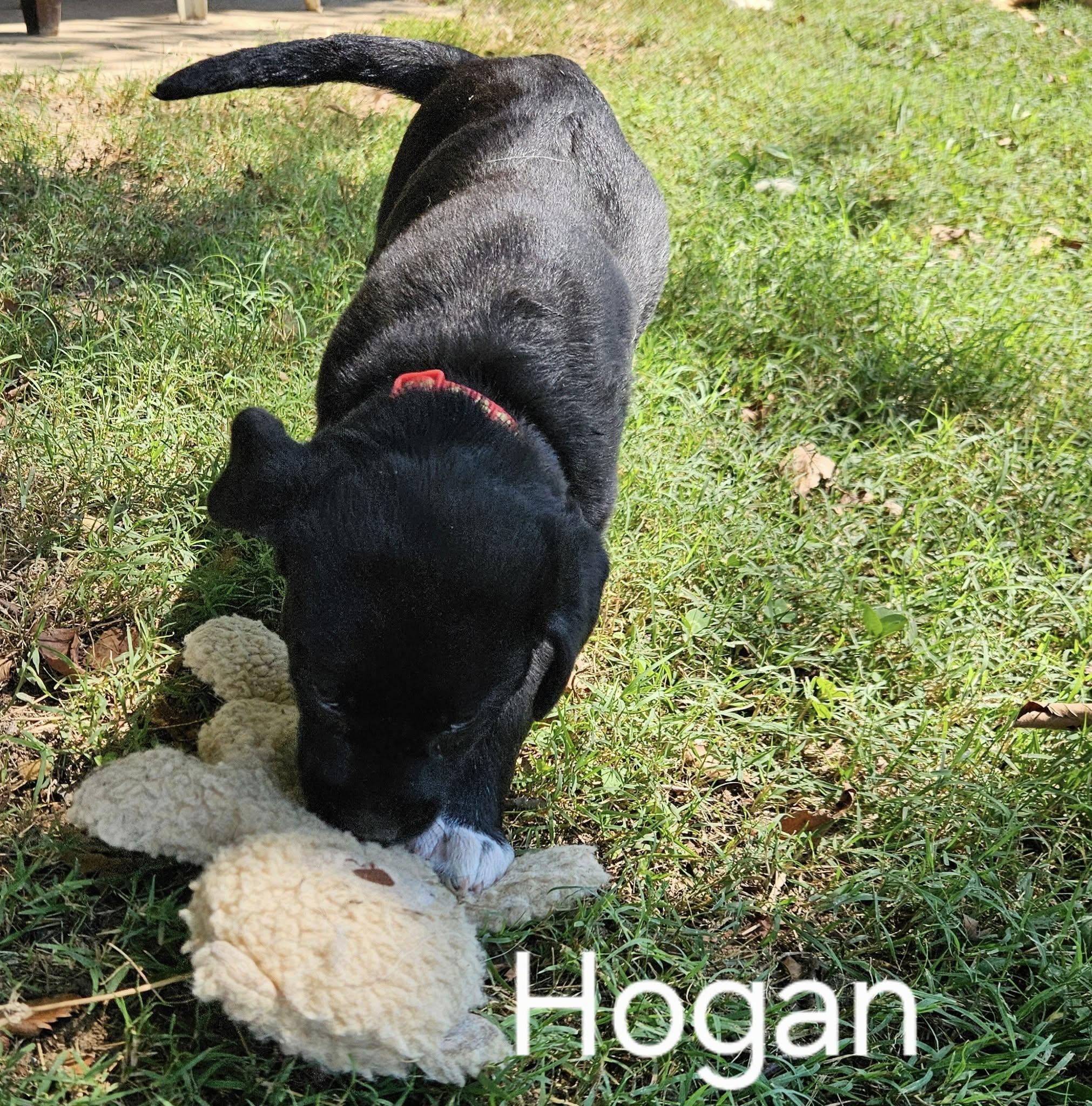 Hogan