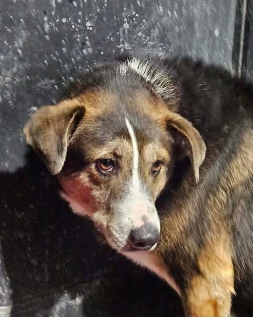 Enlarge Bingo, a Adoptable Border Collie in Jerome, ID image 1/1