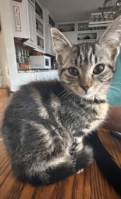 Dottie, Adoptable, Kitten Female Domestic Short Hair & Domestic Short Hair.