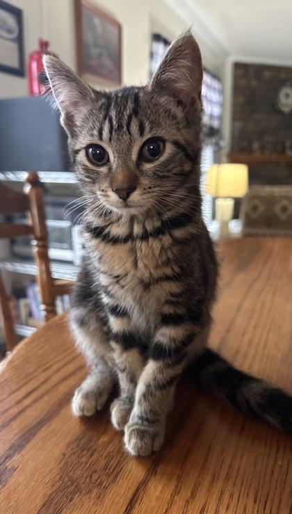 Enlarge Dottie, a Adoptable mixed breed in Wilkesboro, NC image 2/2