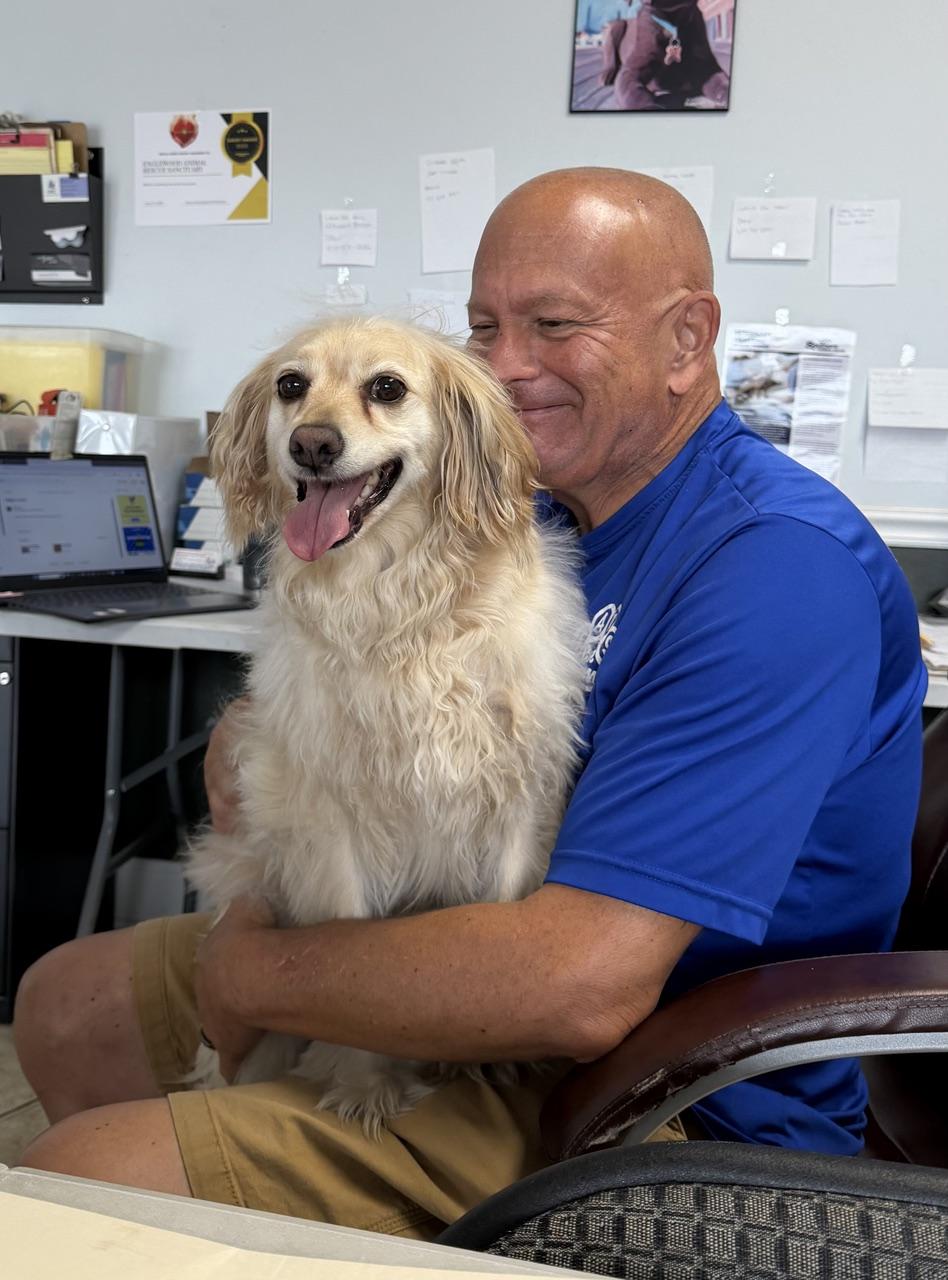 Charlie Brown, a ADOPTABLE mixed breed in Englewood, FL image 4/4