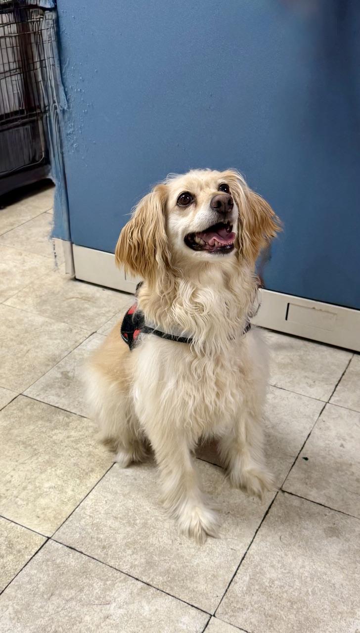 Charlie Brown, ADOPTABLE, Adult Male Golden Retriever & Cocker Spaniel.