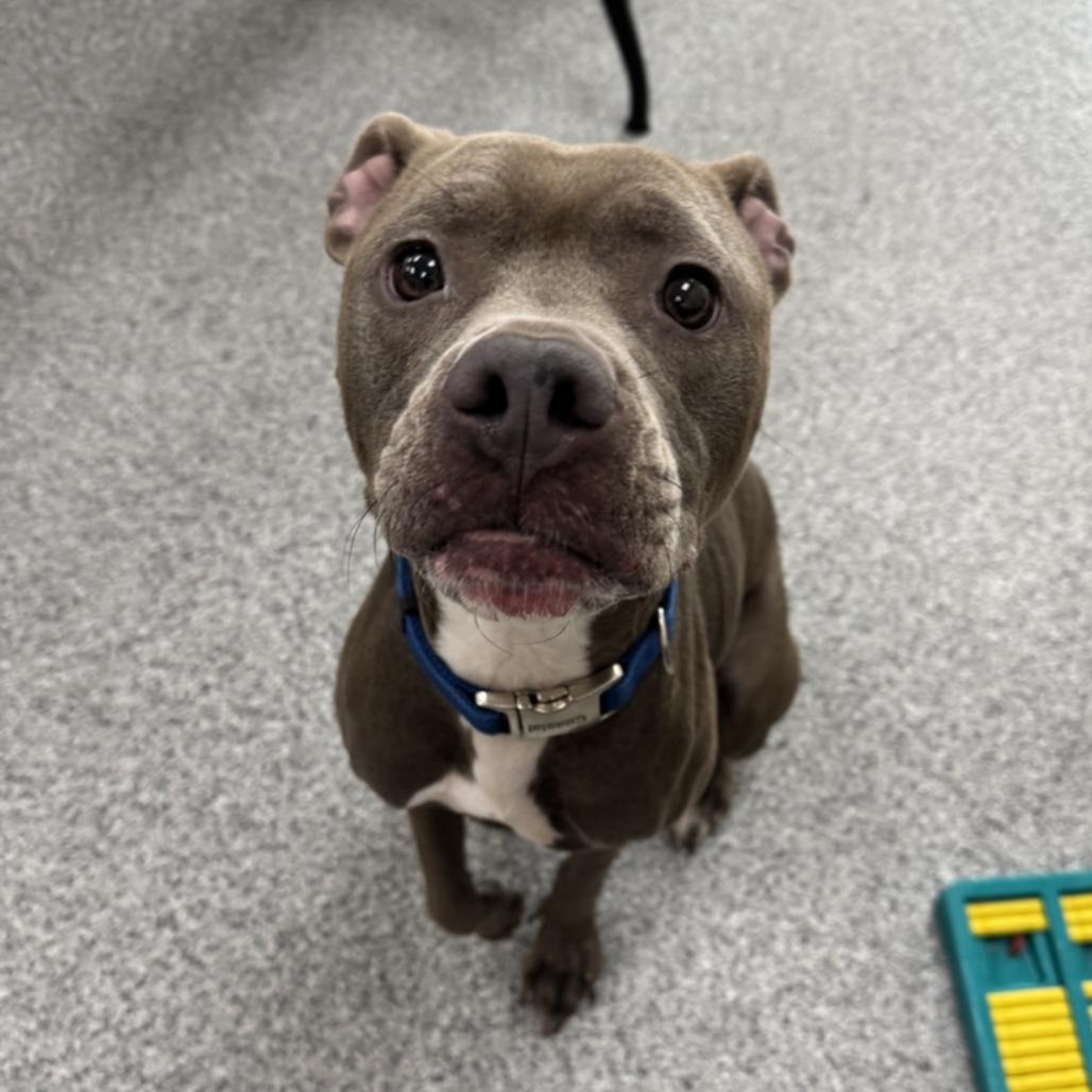 Rina, Adoptable, Adult Female American Staffordshire Terrier.